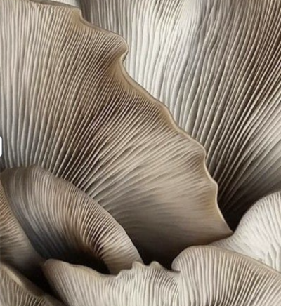 Screenshot 2025-08-05 at 4.19.33 pm