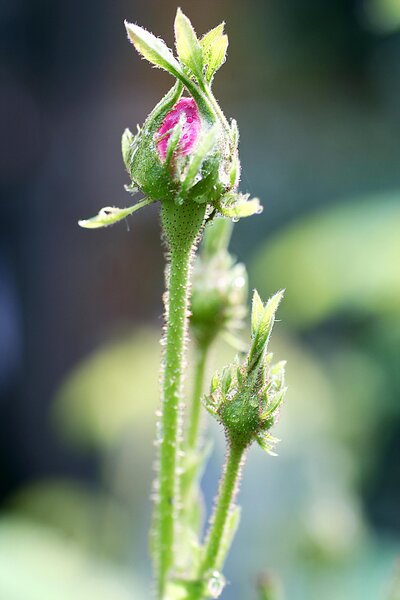 A pink rose in its earliest stage of bloom that is not ready to open