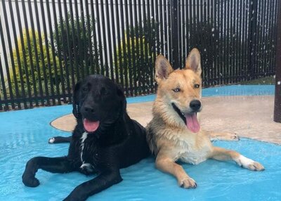 Two dogs resting at Charlotte, NC water park inside dog day care facility.