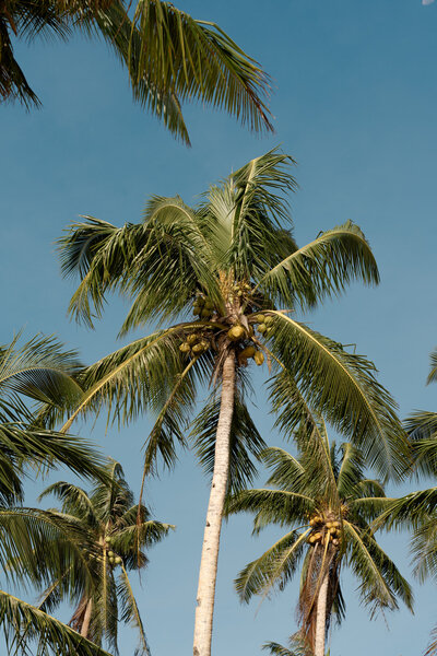 Tall palm tress with coconuts