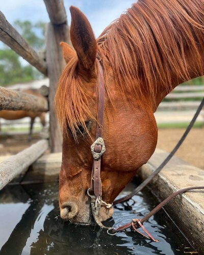 horse drinking out of water trough