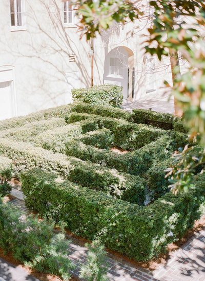 Garden hedge shaped like a maze