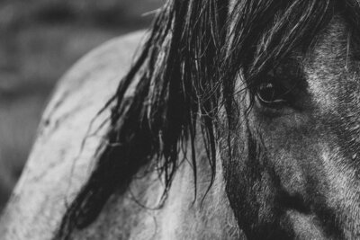 looking into the eyes of a horse
