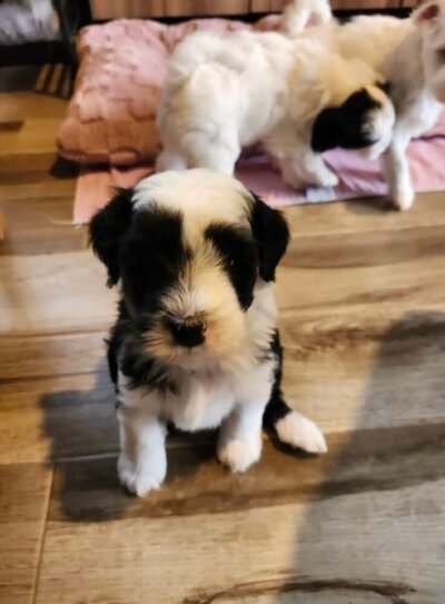 926b33ec-a63d-4744-9616-cccdca91c756