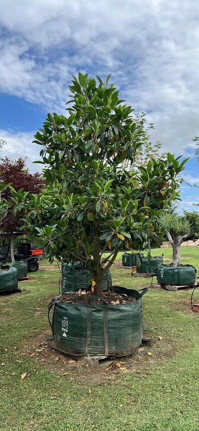 MORETON BAY FIG Ficus macrophylla