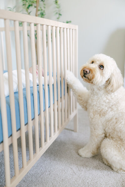 lifestyle-newborn-session-with-dog-at-home