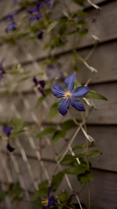 purple Clematis growing up the side of a building 