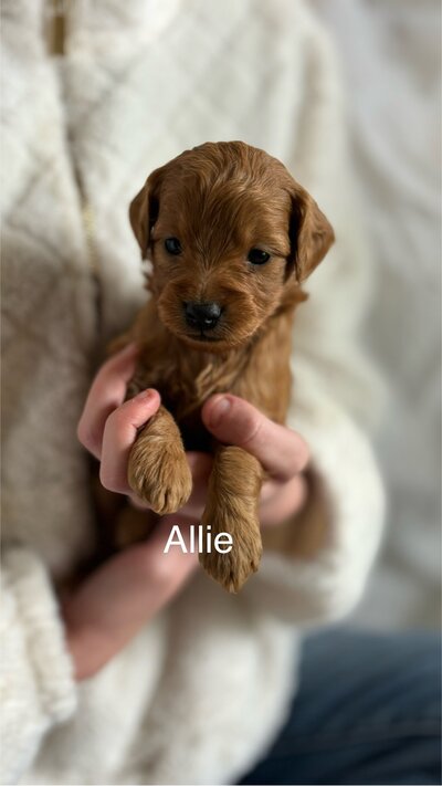Allie petite Goldendoodle female adult size 12 - 15#, max coat