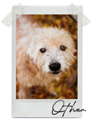 Creative custom photography in Scottsdale, Phoenix, Tempe, Chandler, and Mesa. Special sessions for pets, keepsake films, and unique stories by River and Ry Photography.