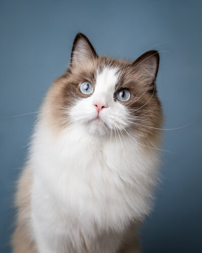Katten fotografie
