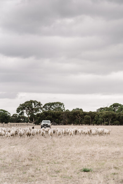 Woolbrook+Homestead+Marnie+Hawson (4)