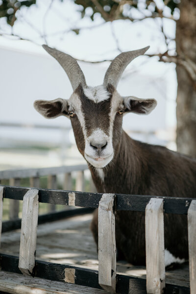 A peaceful portrait of a lamb, capturing the serene atmosphere of Spirit's Respite Ranch in Central Alberta