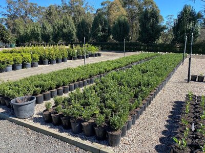 MICRO MICRO BUXUS - 'KOREAN BOX' Buxus Microphylla x Microphylla