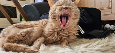 Picture of Bailey, Sophie's cat