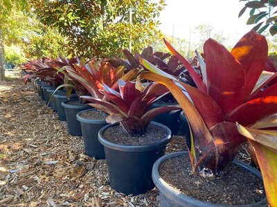 IMPERIAL BROMELIAD 'RUBRA' Alcantarea imperialis Rubra