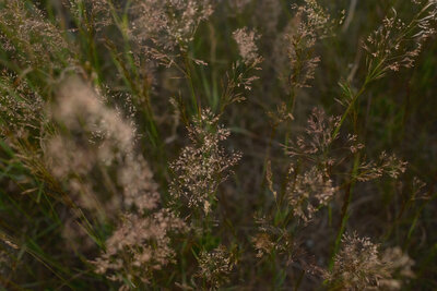 summer-meadow-and-wild-grasses-nature-backgrounds-39746