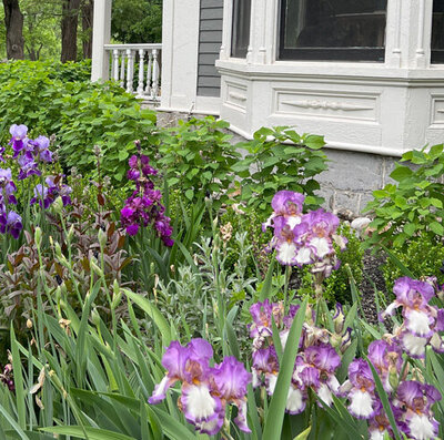 Iris garden in Middleburgh NY