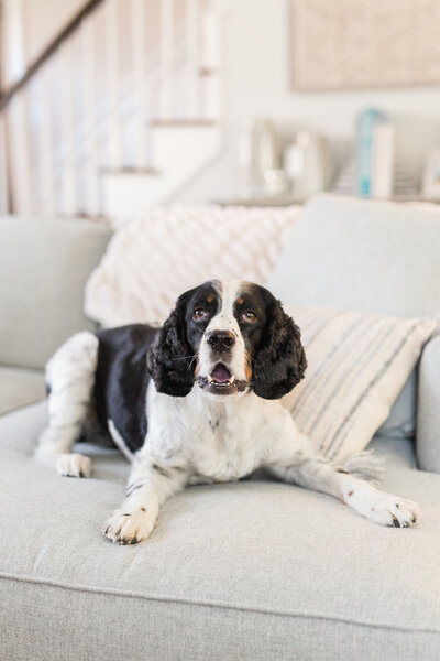 springer spaniel sitting on couch