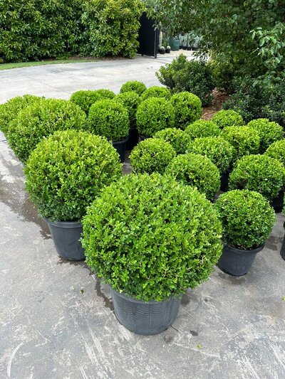 Go Green Nurseries - Japanese Buxus Topiary Buxus Balls