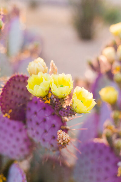 Scottsdale Arizona desert cactus with spring flowers