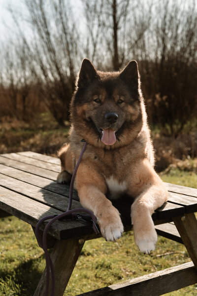 Emily Breedveld Phography pet session