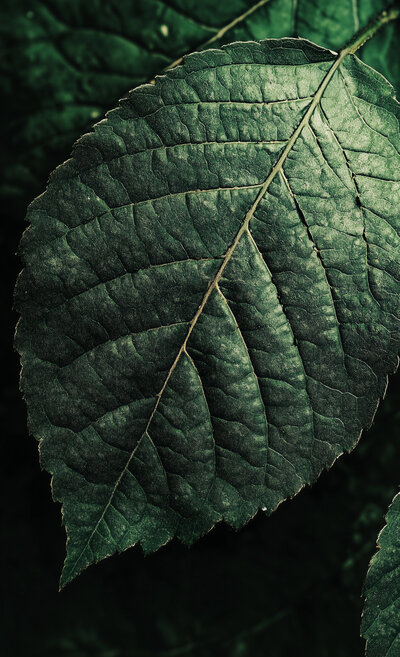 Green veiny leaf with light shining on it
