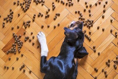 Hund äter mat på golvet
