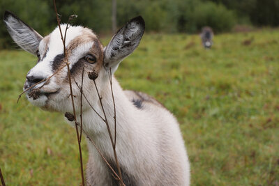Goat near Naroch Lake, Belarus