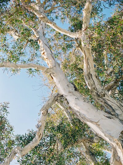 green white eucalyptus tree calming travel print photo