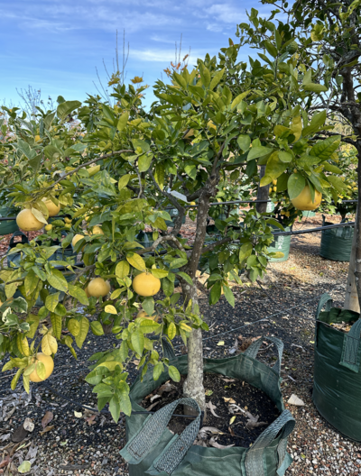 MATURE GRAPE FRUIT TREE 'RUBY RED' Citrus Paradisi