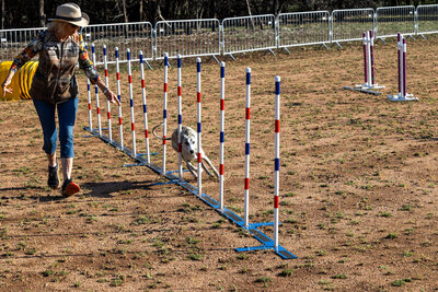 A white dog jumping through an agility hoop