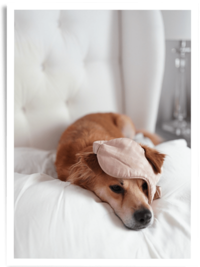 a dog laying on a white chair with a  sleeping mask across his forhead