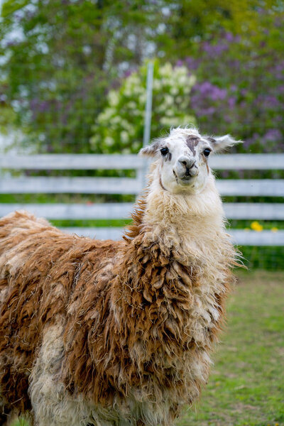 Alpaca and Llama Experience located in the Blue Mountains