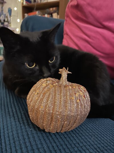 Spooky-cat-3