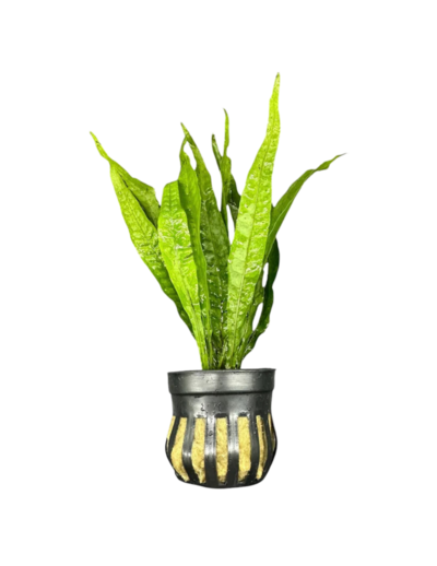 java fern