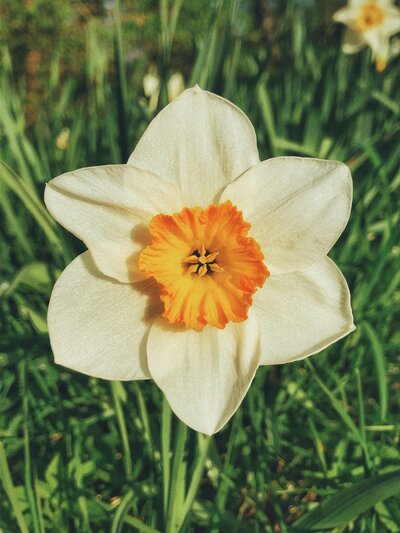White and Purple Flower