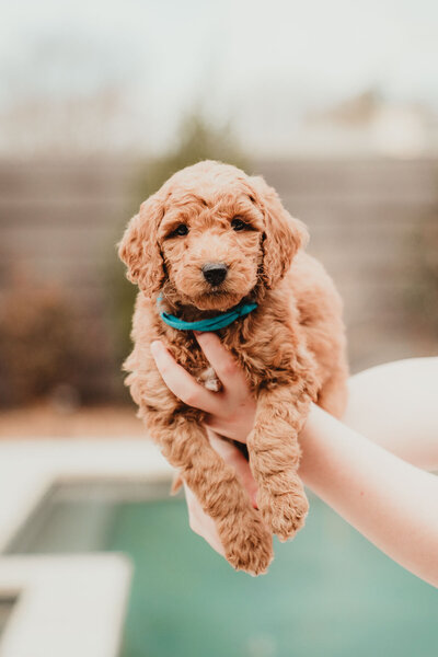 AKC Poodle Puppy-5
