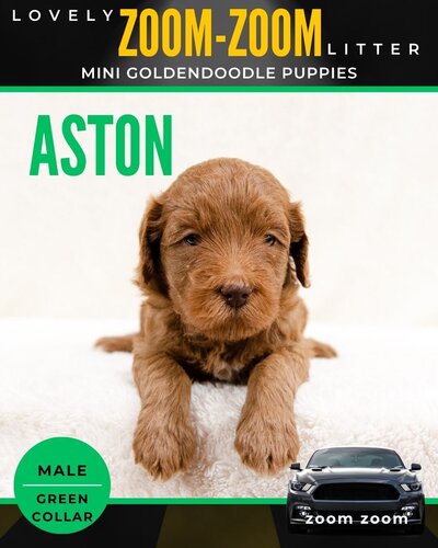 Zoom - Green Aston Male