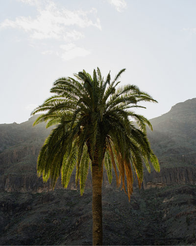 Orlando Photographer