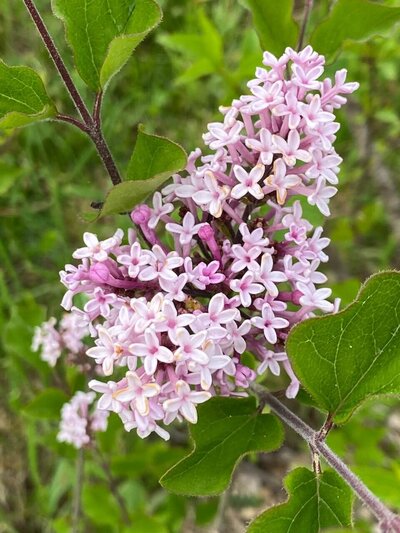 Colbys Wishing Star syringa pubescens pink magenta heirloom lilac at North Country Lilacs nursery in Canton, New York