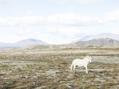 Iceland Wedding-0005