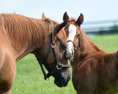Thoroughbred mare Featherbed nuzzling her foal at pasture.