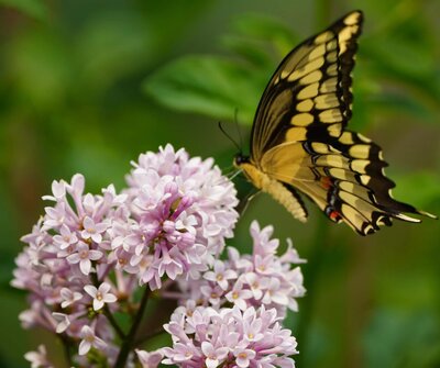 Miss Kim lilac with a swallowtail butterfly getting nectar from flower
