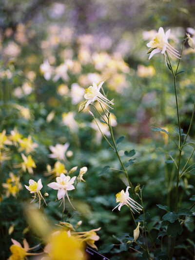 A film photograph of Columbines, the state flower of Colorado, at the Denver Botanic Gardens.