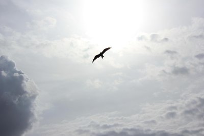 freedom to soar