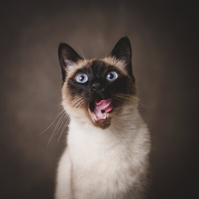 Studio cat portrait — relaxed fine art photography in Marin County