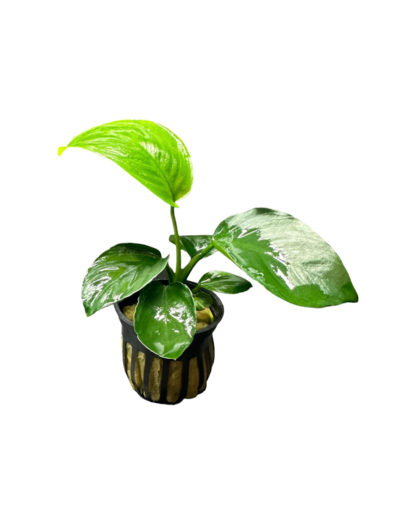 anubias