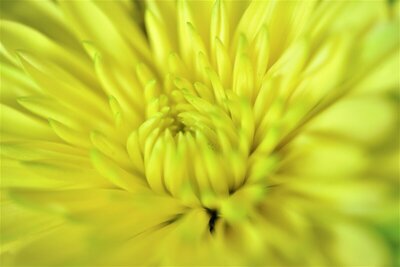 Macro sur une fleur jaune neon.