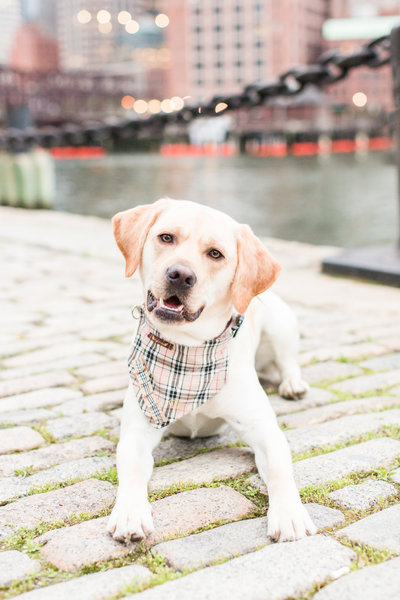 Yellow Labrador wearing a scarf in Boston Seaport