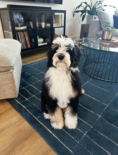 beautiful long coat bernedoodles for sale 